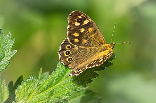 speckled wood