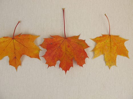 Colorful maple leaves in autumn