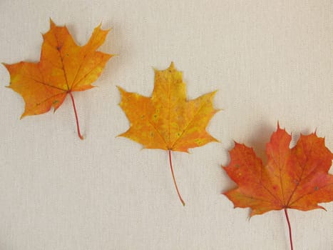 Colorful maple leaves in autumn