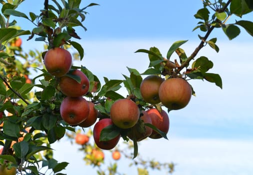 apple tree