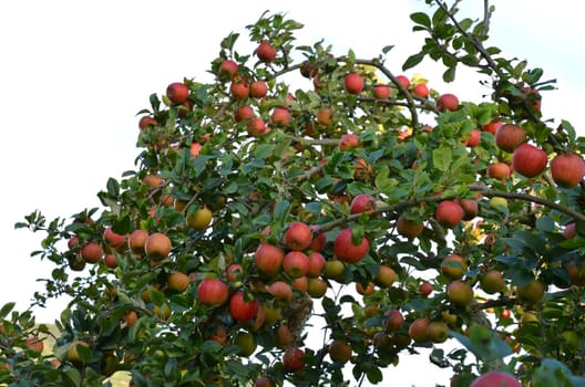 apple tree