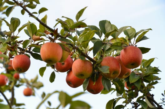 apple tree