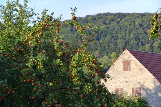 apple tree
