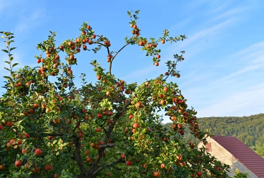 apple tree
