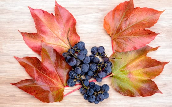 autumn still life- grapes and wine leaves on wooden ground