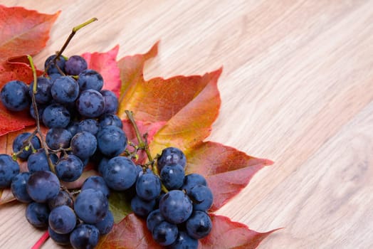 autumn still life- grapes and wine leaves on wooden ground