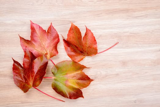 autumn still life- colorful wine leaves on wooden ground