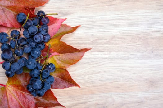 autumn still life- grapes and wine leaves on wooden ground
