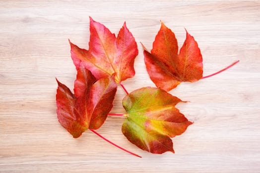autumn still life- colorful wine leaves on wooden ground
