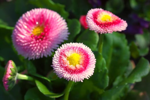 Radiant noble daisies - macro of freshly bloomed daisies