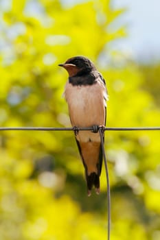 Smoky Swallow - Hirundo rustica - Young animal sitting on a fence - Portrait format