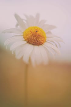Marguerite - Leucanthemum in a macro image