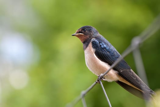 Smoky Swallow - Hirundo rustica - Young animal sitting on a fence