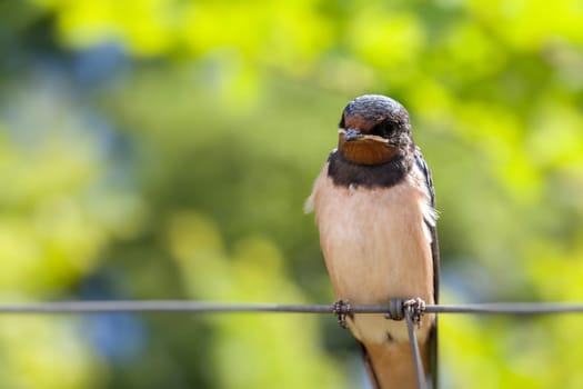 Smoky Swallow - Hirundo rustica - Young animal sitting on a fence
