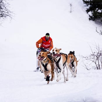 SARDIERES VANOISE, FRANCE - JANUARY 20 2016 - the GRANDE ODYSSEE the hardest mushers race in savoie Mont-Blanc, Remy COSTE, French musher, Vanoise, Alps
