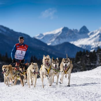 SARDIERES VANOISE, FRANCE - JANUARY 20 2016 - the GRANDE ODYSSEE the hardest mushers race in savoie Mont-Blanc, Daniel JUILLAGUET, sweeden musher, Vanoise, Alps