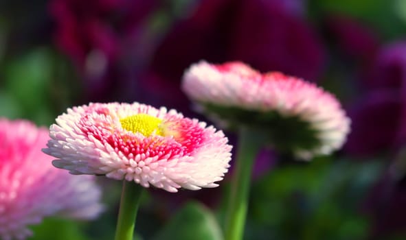 Radiant noble daisies - macro of freshly bloomed daisies