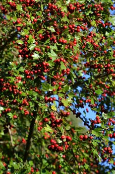 hawthorn