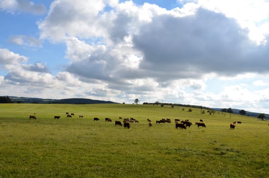 Cattle herd in the Rhön