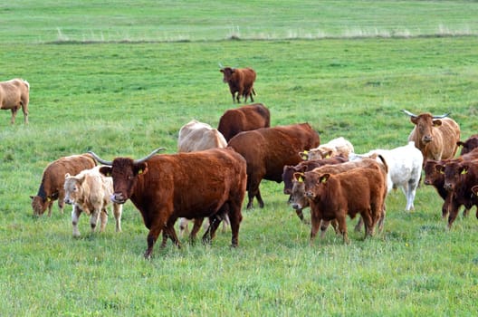 Scottish Highland Cattle