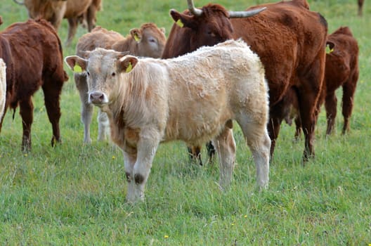 Scottish Highland Cattle