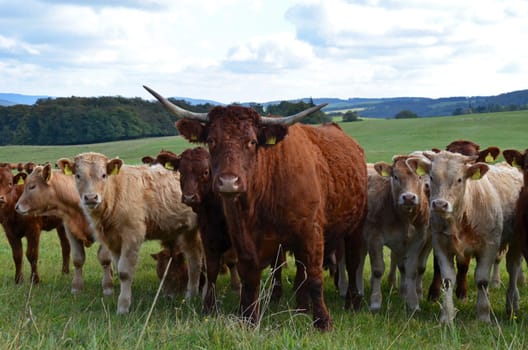 Scottish Highland Cattle