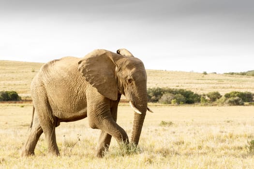 It is getting dark soon and i am The African bush elephant and i need to get home