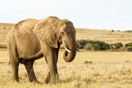 Standing tall The African bush elephant eating grass in a huge open field