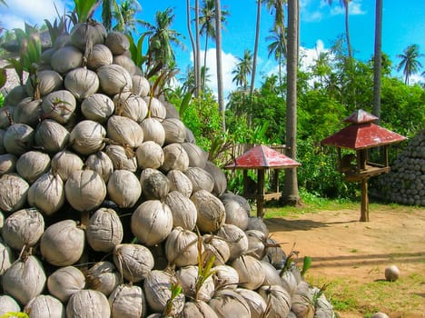 Dry coconuts for produce coconut milk and monkeys