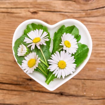 Medicinal Plant of the Year 2017,Daisies