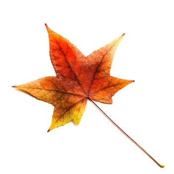 Autumn leave isolated on white