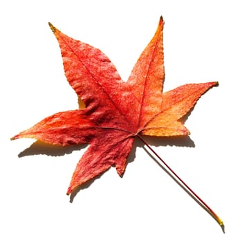 Autumn leave isolated on white