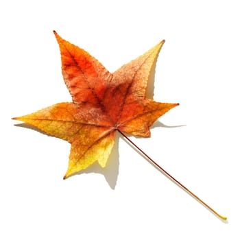 Autumn leave isolated on white