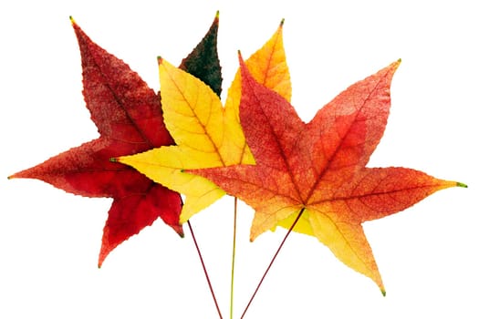 Three colorful autumn leaves isolared on white