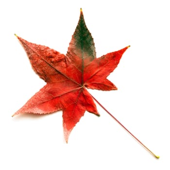 Autumn leave isolated on white