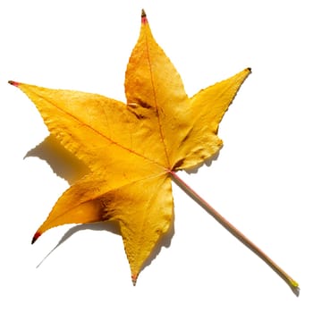Autumn leave isolated on white