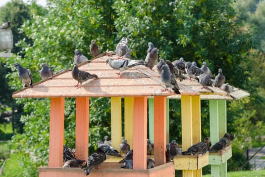 The roof of a wooden pigeon with pigeons sitting on it