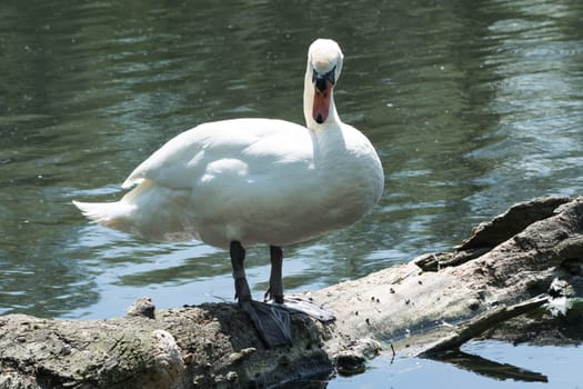 White swan stands on a tree trunk in the lake.