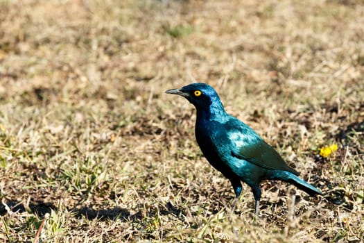 Red-shouldered glossy bird with yellow eye standing and staring in the field.