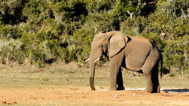 African bush elephant looking at the birds at his watering hole.