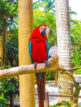 Colorful parrot sitting on the white perch