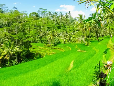 Green rice terraces at Bali island, Indonesia