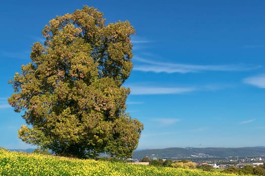 My Linden Tree