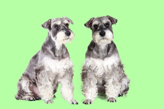 The gray and black miniature schnauzer puppy sitting outdoors