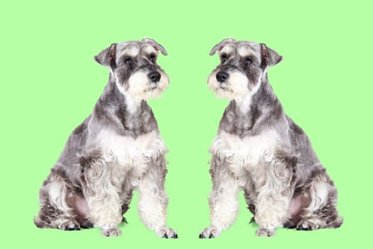 The gray and black miniature schnauzer puppy sitting outdoors