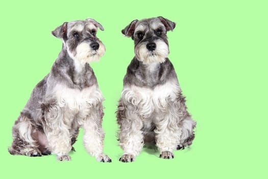 The gray and black miniature schnauzer puppy sitting outdoors
