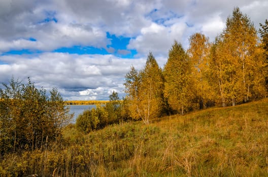 Golden autumn in the month of October in a beautiful forest