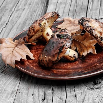 Plate collected in the forest boletus mushrooms on a wooden background