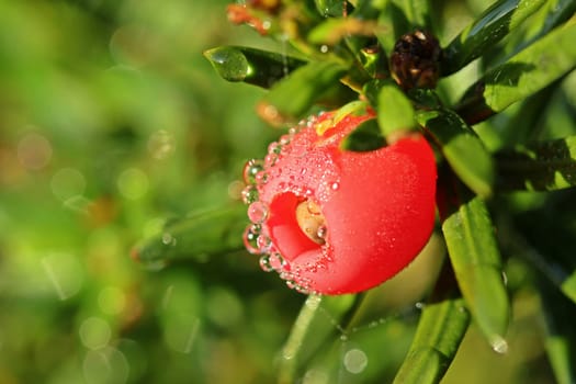 Female yew (Taxus baccata) with pigeon-set fruits