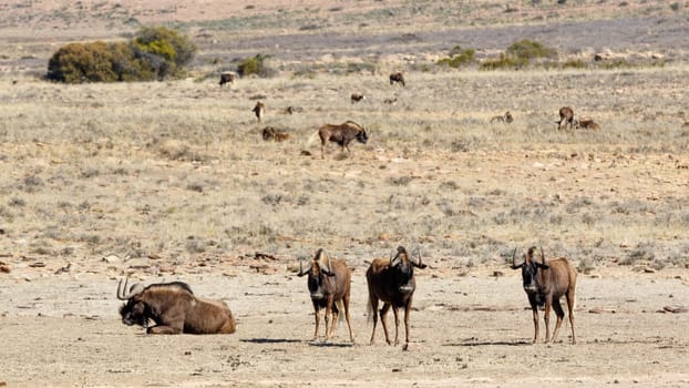 The four main Black Wildebeest in the front with the rest chilling in the background.